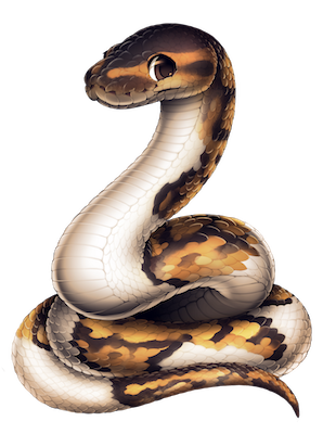 118-21-piebald-ball-python.png